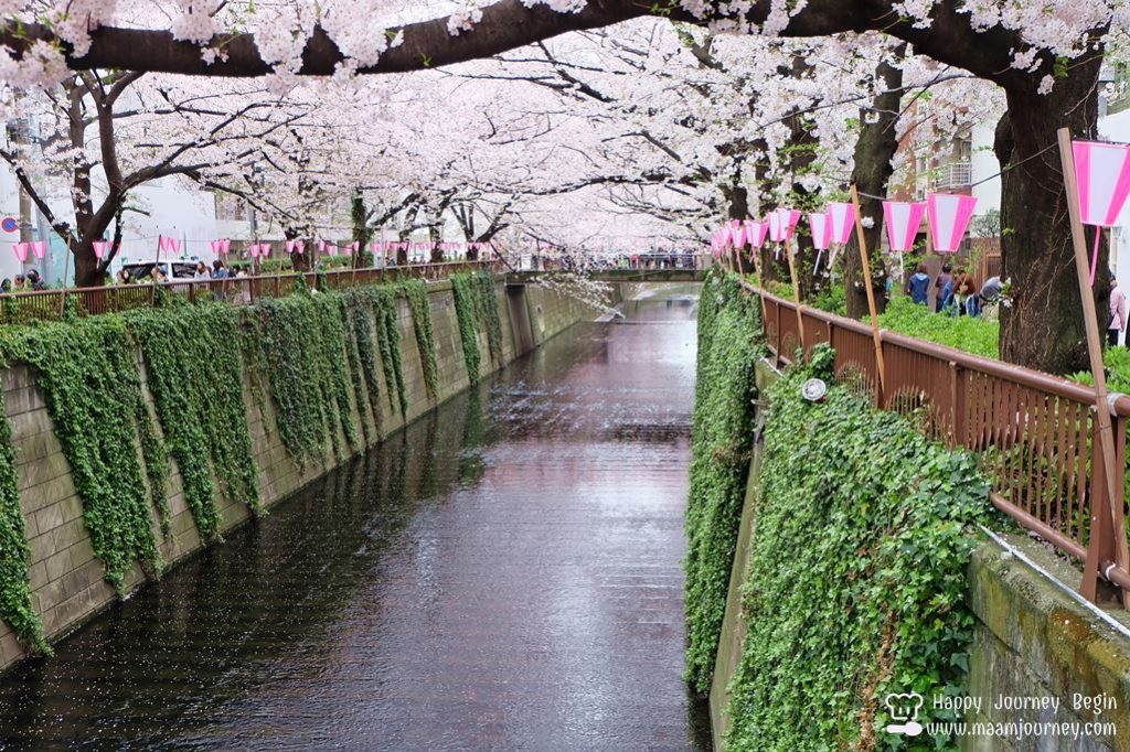 Cherry Blossom_meguro_2