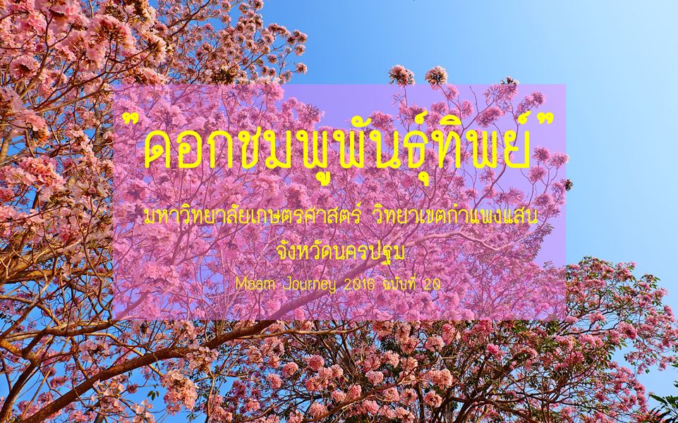 Tabebuia rosea_ชมพูพันธุ์ทิพย์