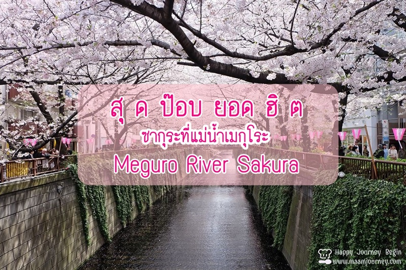 Cherry Blossom_meguro